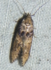 Walshia miscecolorella