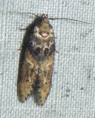 Walshia miscecolorella