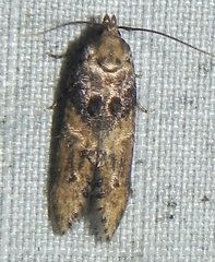 Walshia miscecolorella