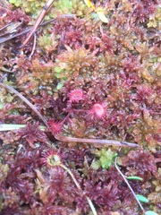 Drosera rotundifolia image