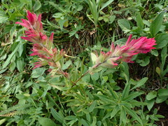Castilleja parviflora