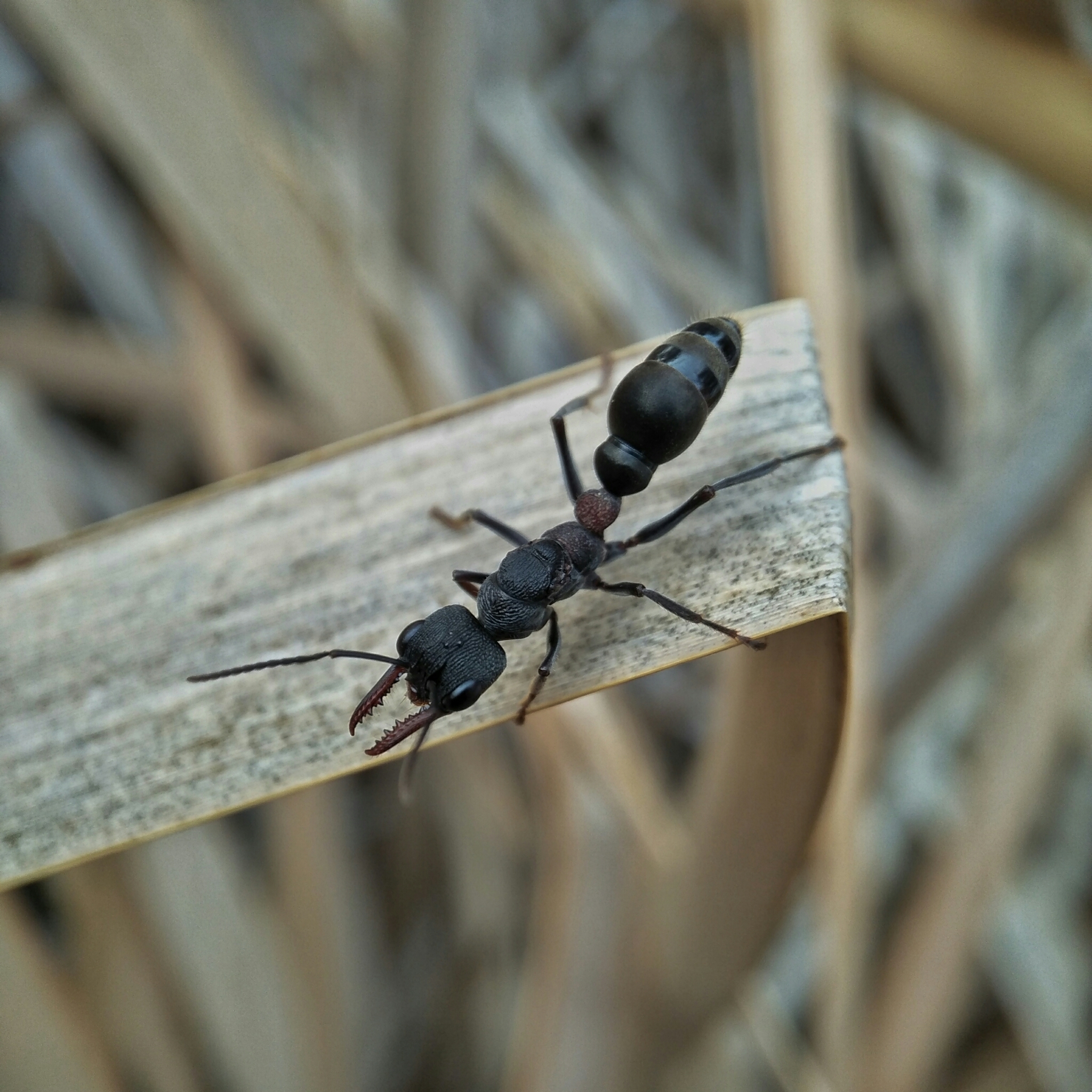 Myrmecia dispar