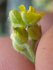 Draba novolympica