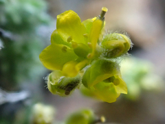 Draba novolympica
