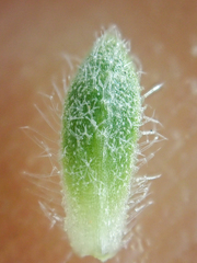 Draba novolympica