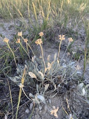Eriogonum pauciflorum