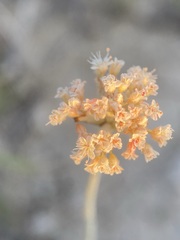 Eriogonum pauciflorum