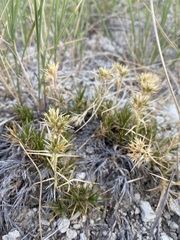 Eremogone hookeri pinetorum