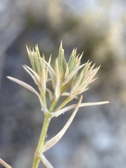 Eremogone hookeri pinetorum