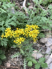 Senecio eremophilus