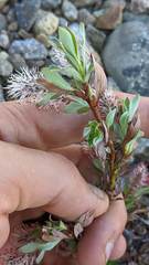 Salix cascadensis
