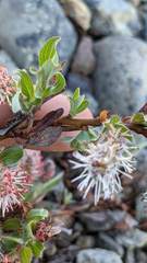 Salix cascadensis