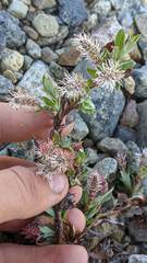 Salix cascadensis