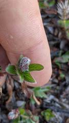 Salix cascadensis