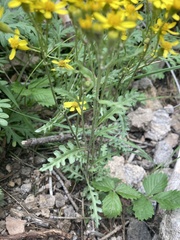 Senecio eremophilus