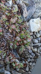 Salix cascadensis