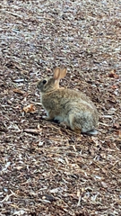 Sylvilagus floridanus