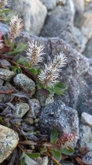 Salix cascadensis