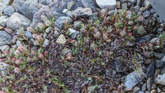 Salix cascadensis