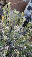 Draba novolympica