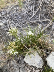 Eremogone hookeri pinetorum