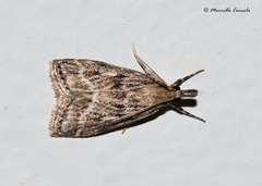 Eudonia pallida