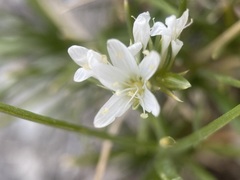 Eremogone hookeri pinetorum