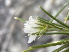 Eremogone hookeri pinetorum