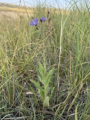 Lactuca pulchella