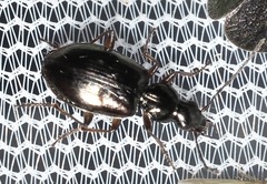 Agonum aeruginosum