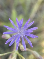 Lactuca pulchella