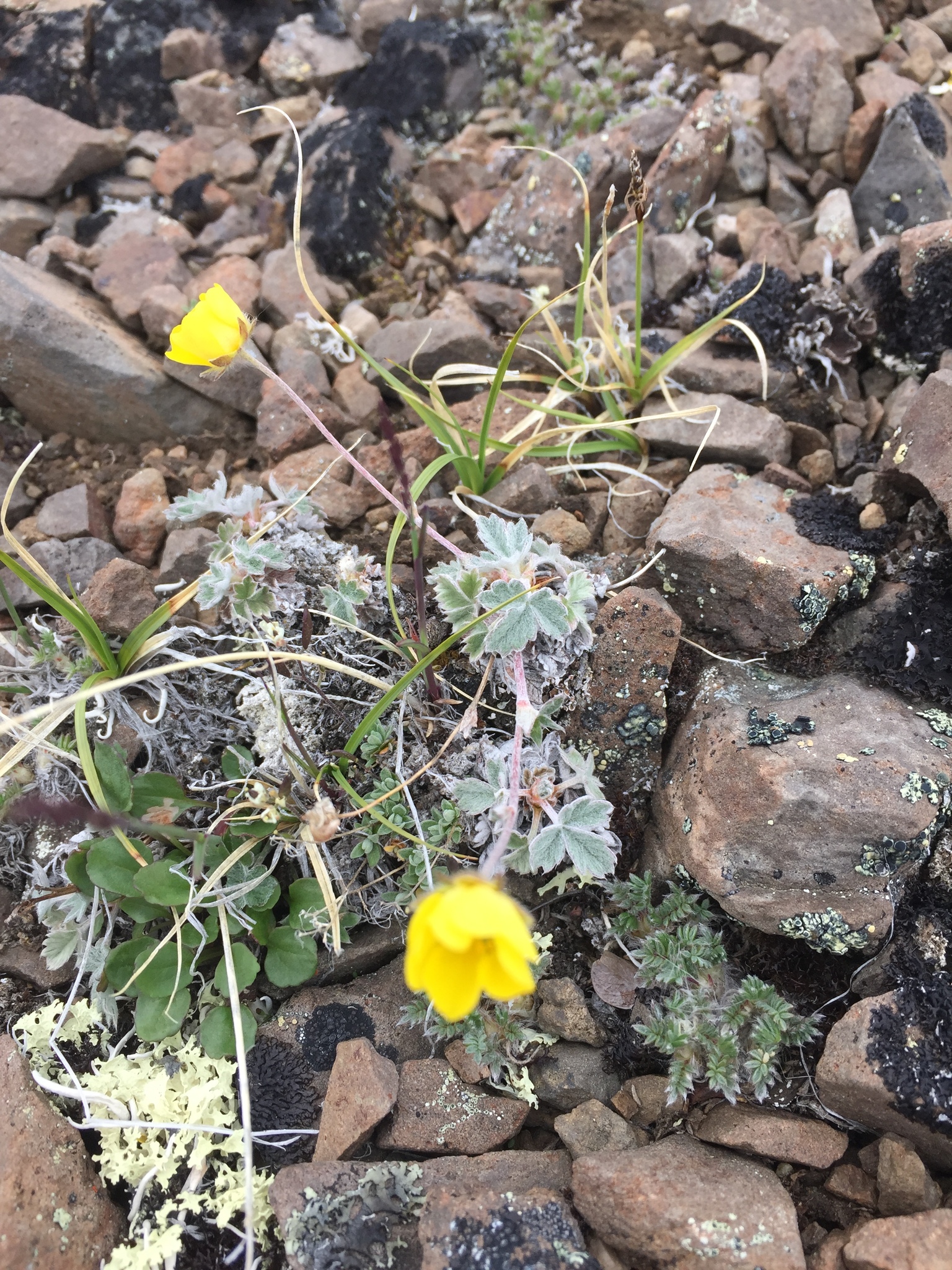 Potentilla crebridens