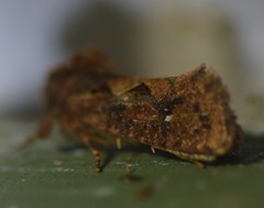 Acrolophus walsinghami