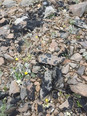 Potentilla crebridens hemicryophila