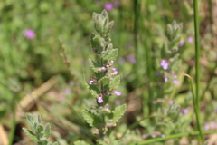 Teucrium scordium