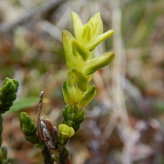 Exobasidium hypogenum