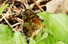 Phyciodes graphica