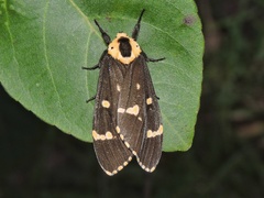 Lymantria semicincta