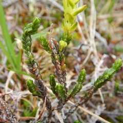 Exobasidium hypogenum