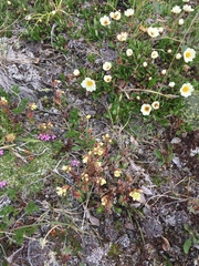 Saxifraga bronchialis funstonii