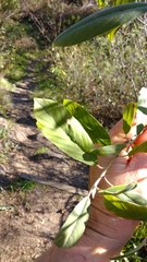 Frangula californica tomentella
