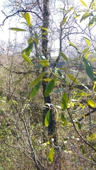 Frangula californica tomentella