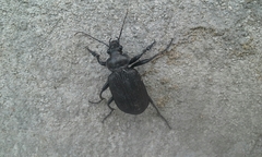 Coleoptera