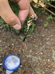 Orthetrum albistylum