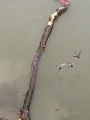 Pseudothemis zonata