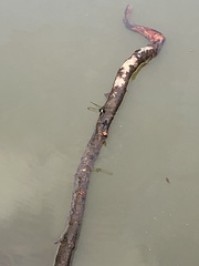 Pseudothemis zonata