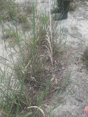 Panicum amarum amarulum