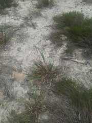 Schizachyrium littorale