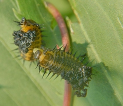 Chelymorpha cassidea