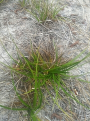 Carex tonsa